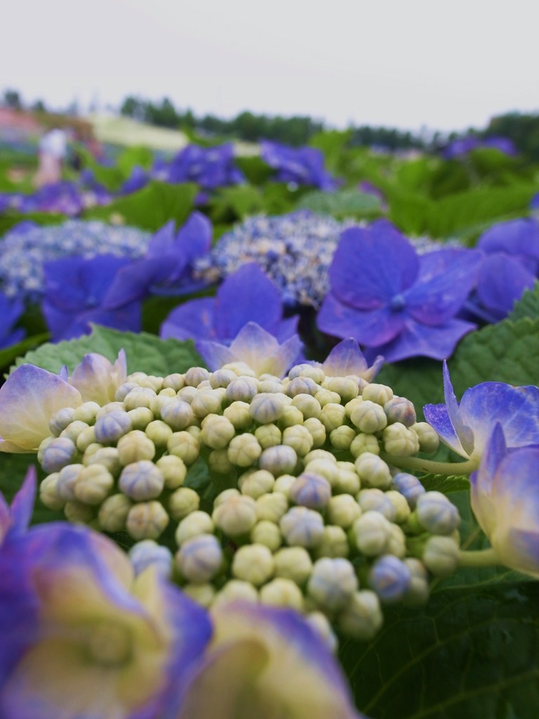 紫陽花畑