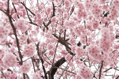 椿寒桜