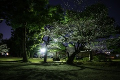 百済寺跡、夜桜
