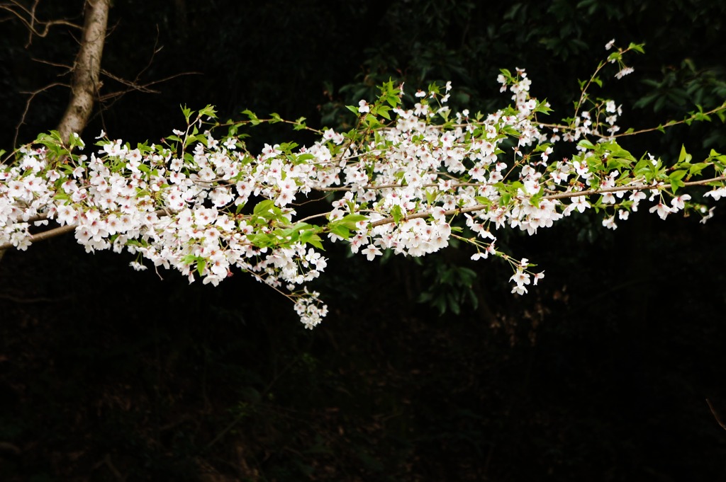 桜