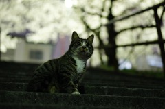 夜桜と夜猫