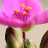 つゆ草