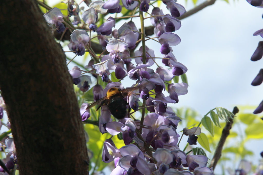 フジの花