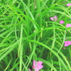 庭の草花