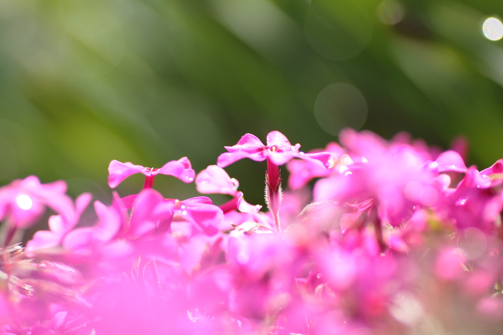 庭の花たち