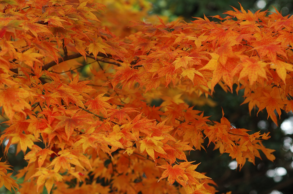 紅葉