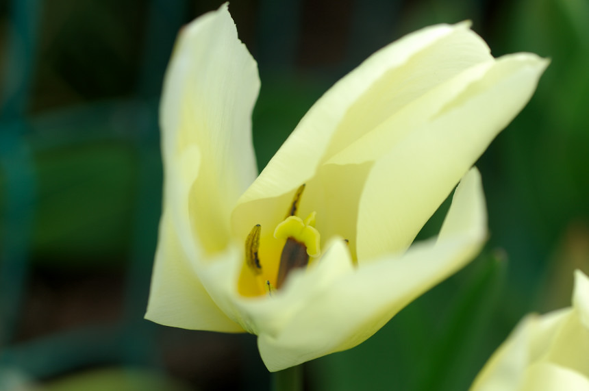 11APR10 チューリップDSC_6440