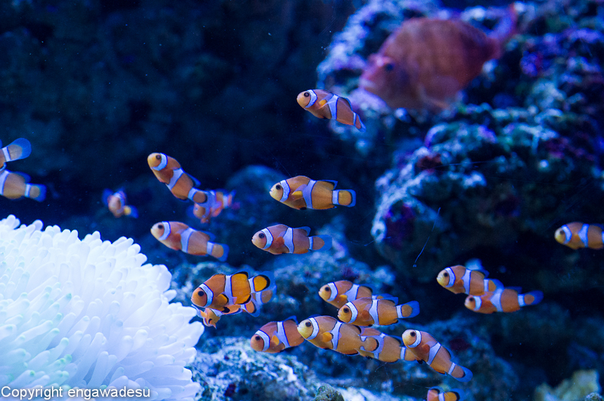 すみだ水族館-11