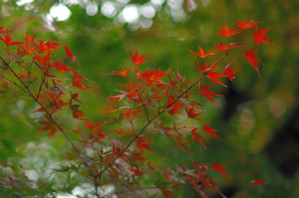 Red Butterfly