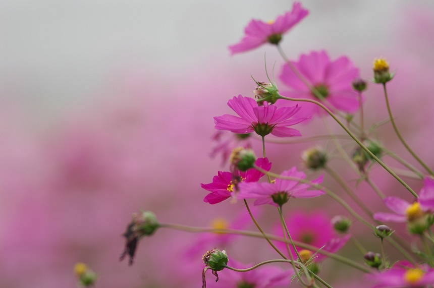 11NOV5コスモスDSC_7310
