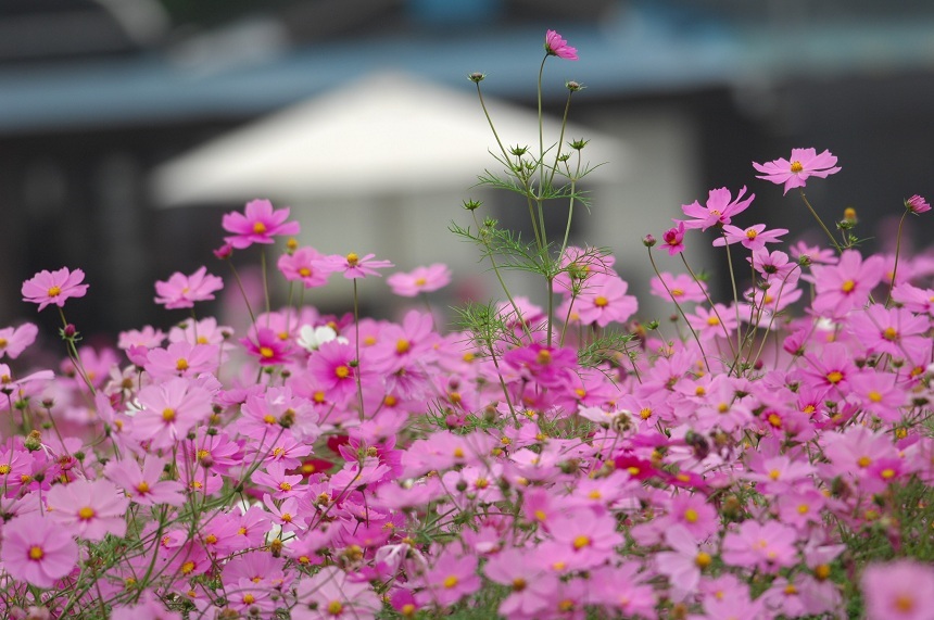11NOV5コスモスDSC_7509