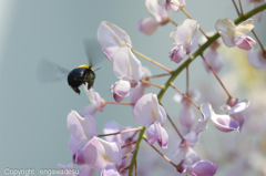 藤の花と蜂-1