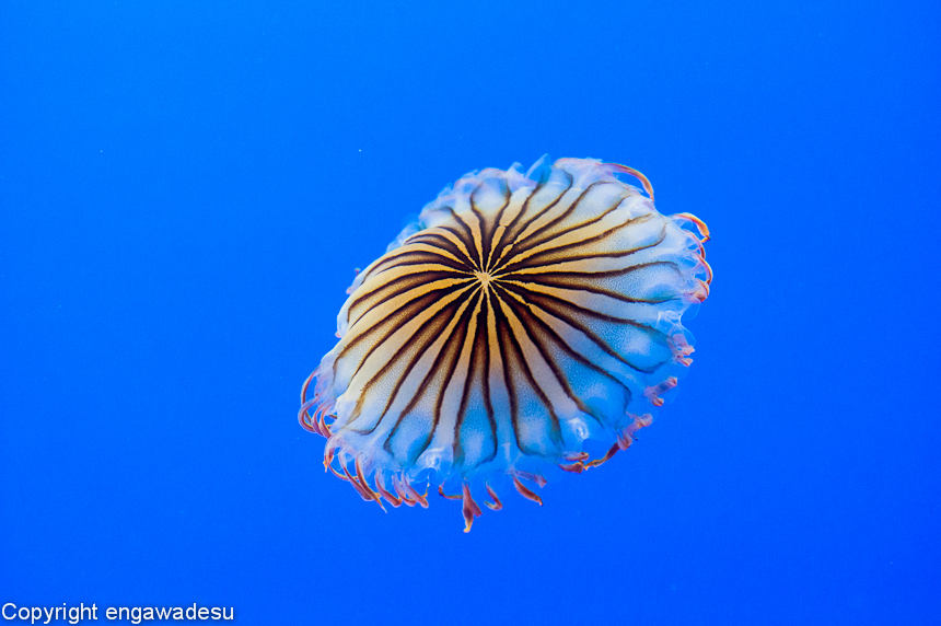 すみだ水族館-4