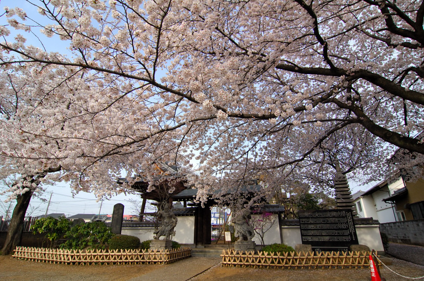 桜花