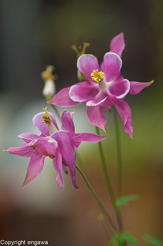 20120504-DSC_7582