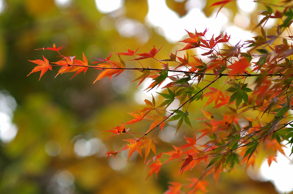 紅葉