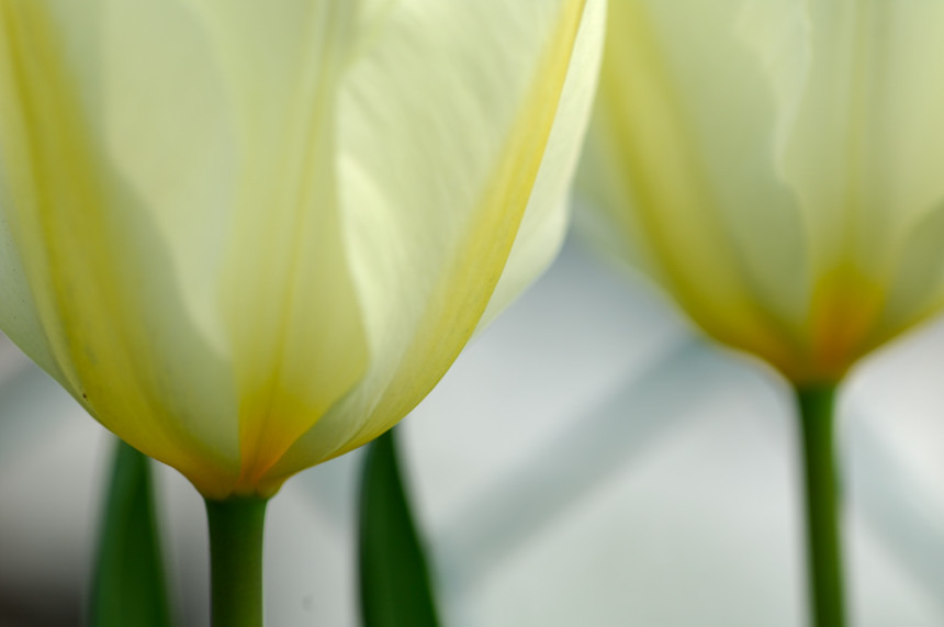 11APR10 チューリップDSC_6446