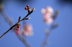 10FEB21梅新芽_DSC2373