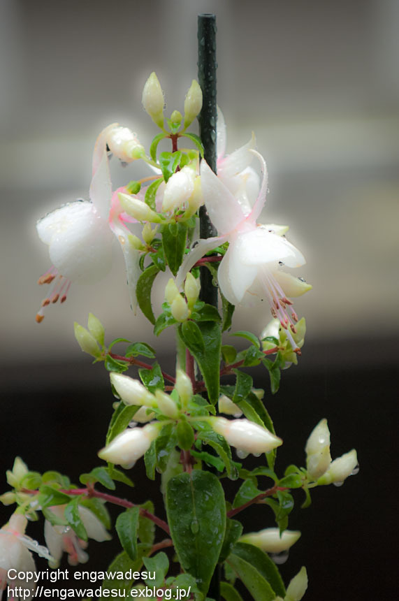 20120502-DSC_7556