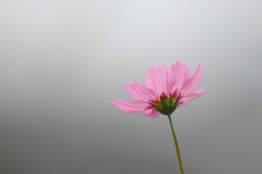 11NOV5コスモスDSC_7523