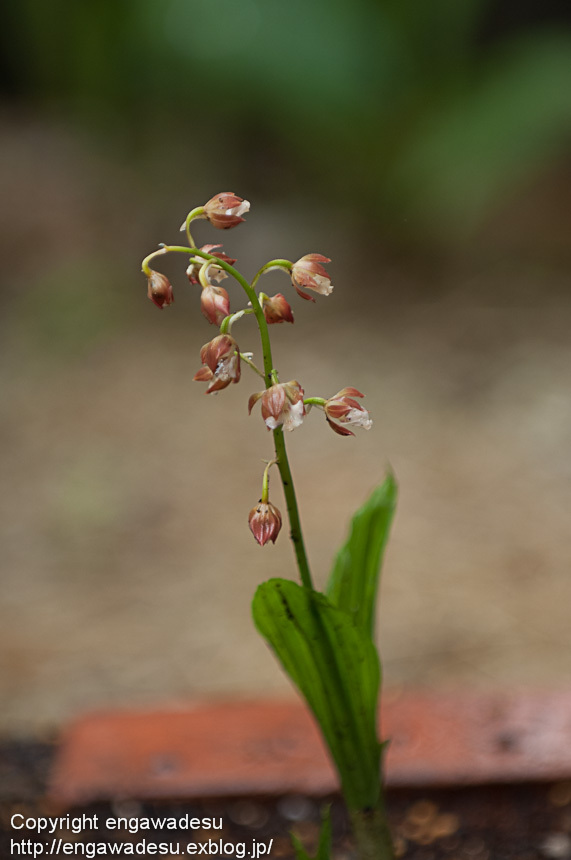 20120502-DSC_7575