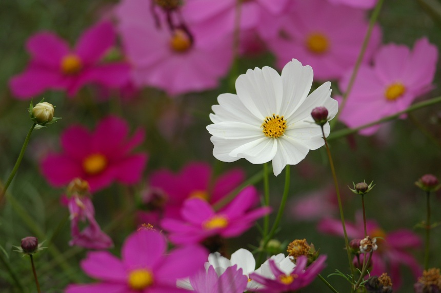 11NOV5コスモスDSC_7491