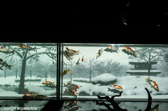 The Four Seasons Aquarium (水中四季絵巻)