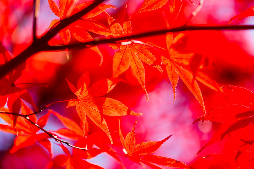 紅葉-1-55