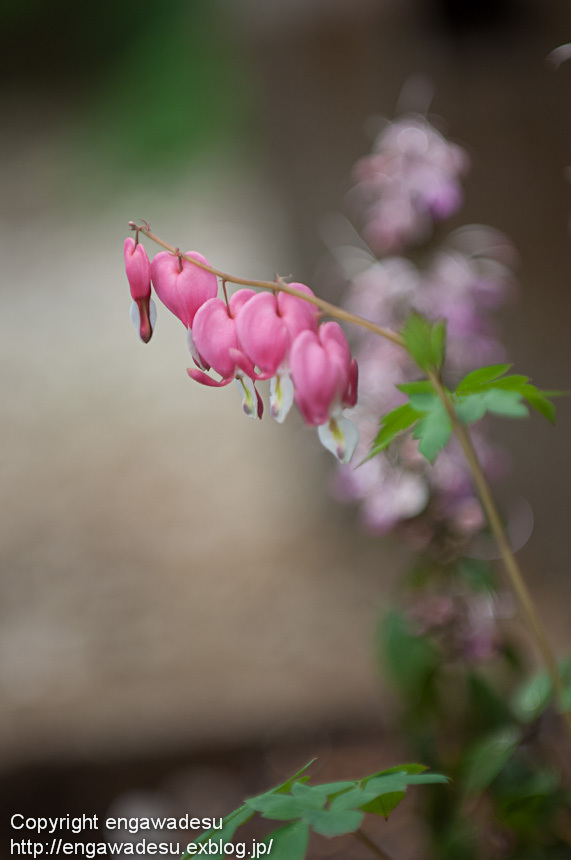 20120502-DSC_7573
