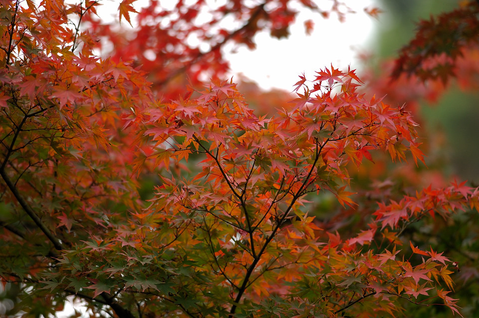 紅葉
