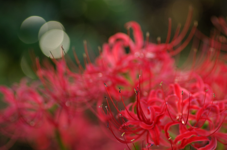 10OCT02曼珠沙華DSC_9013