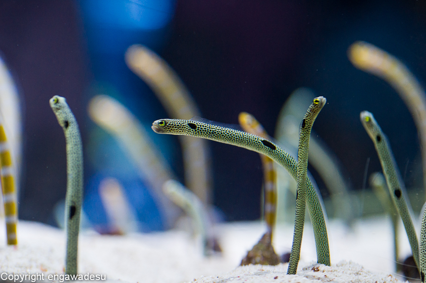 すみだ水族館-22