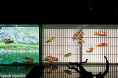 The Four Seasons Aquarium (水中四季絵巻)