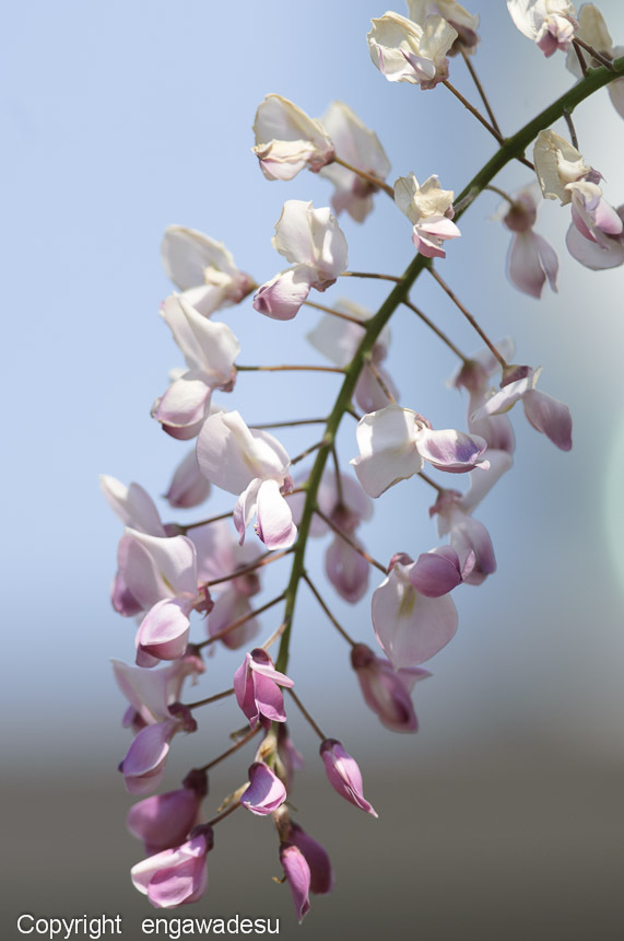 藤の花-1-2