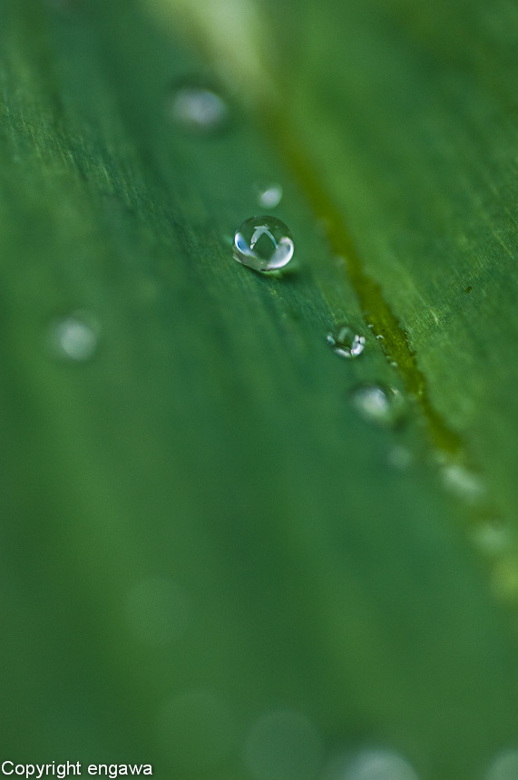 20120504-DSC_7584