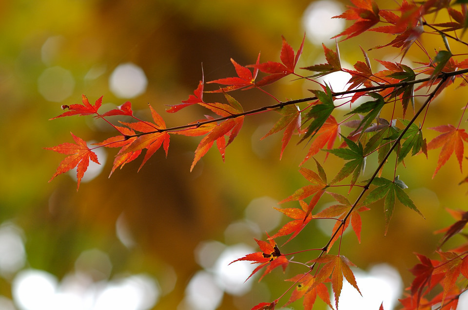 紅葉