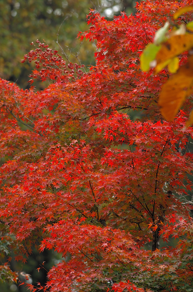 紅葉