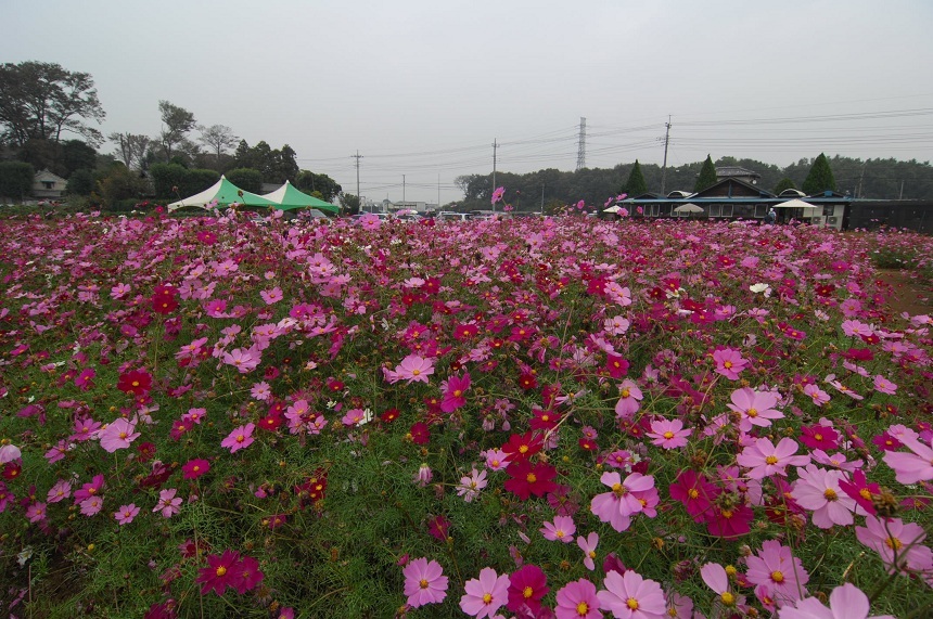 11NOV5コスモスDSC_7315