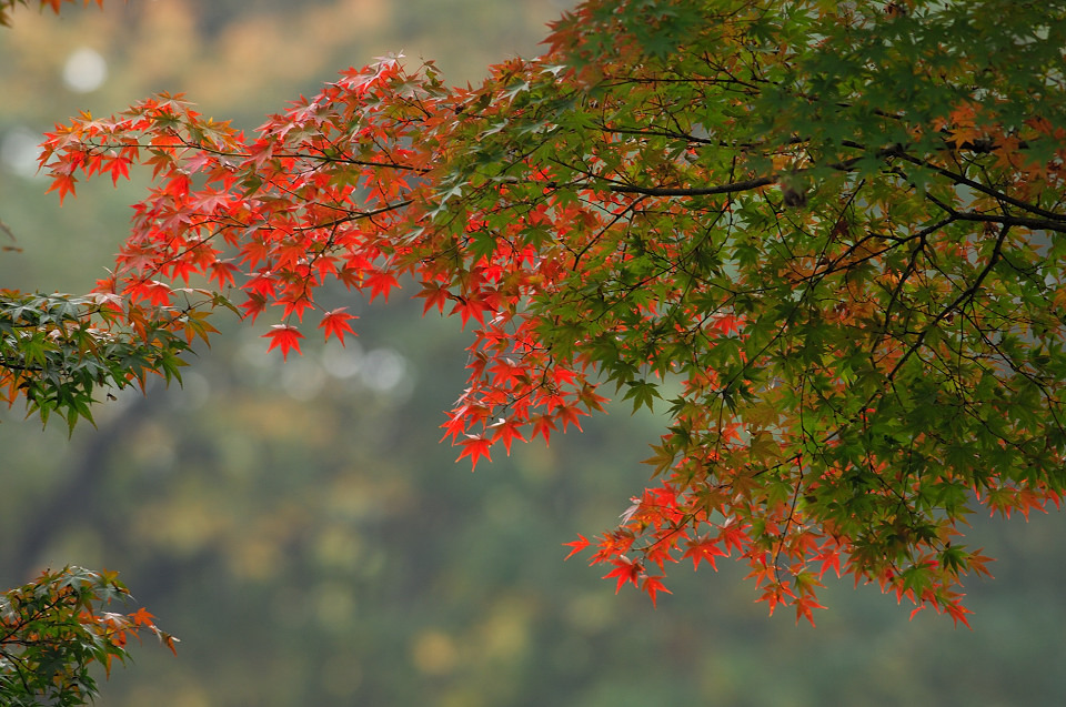 紅葉