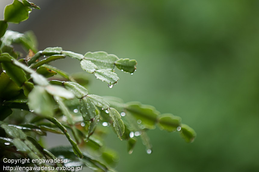 20120502-DSC_7568