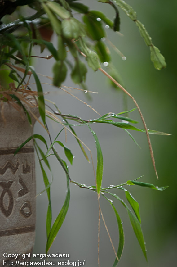 20120502-DSC_7570