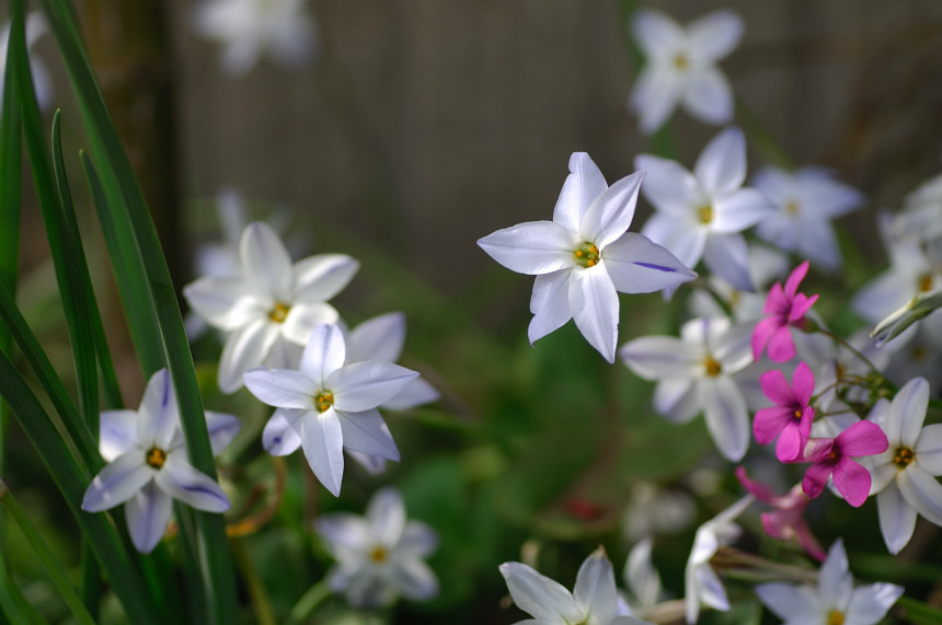 11APR10 ハナニラDSC_6140