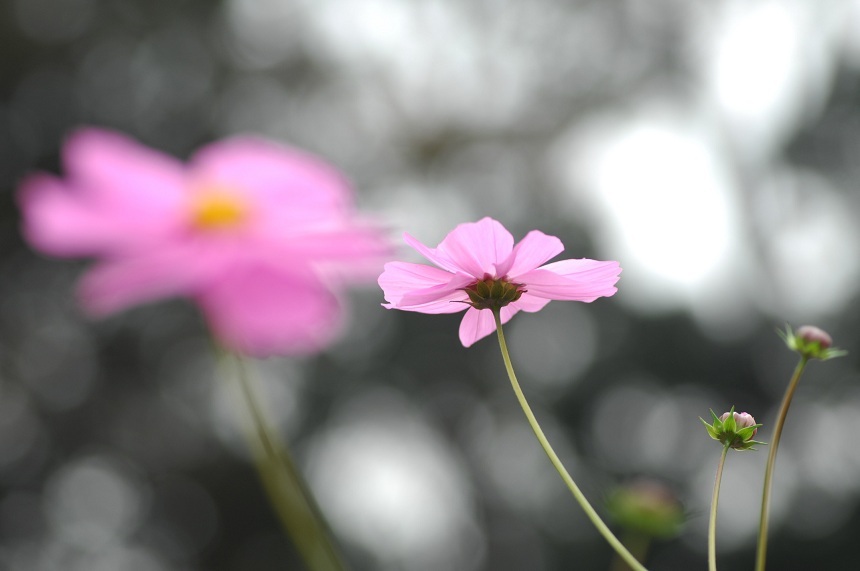 11NOV5コスモスDSC_7425