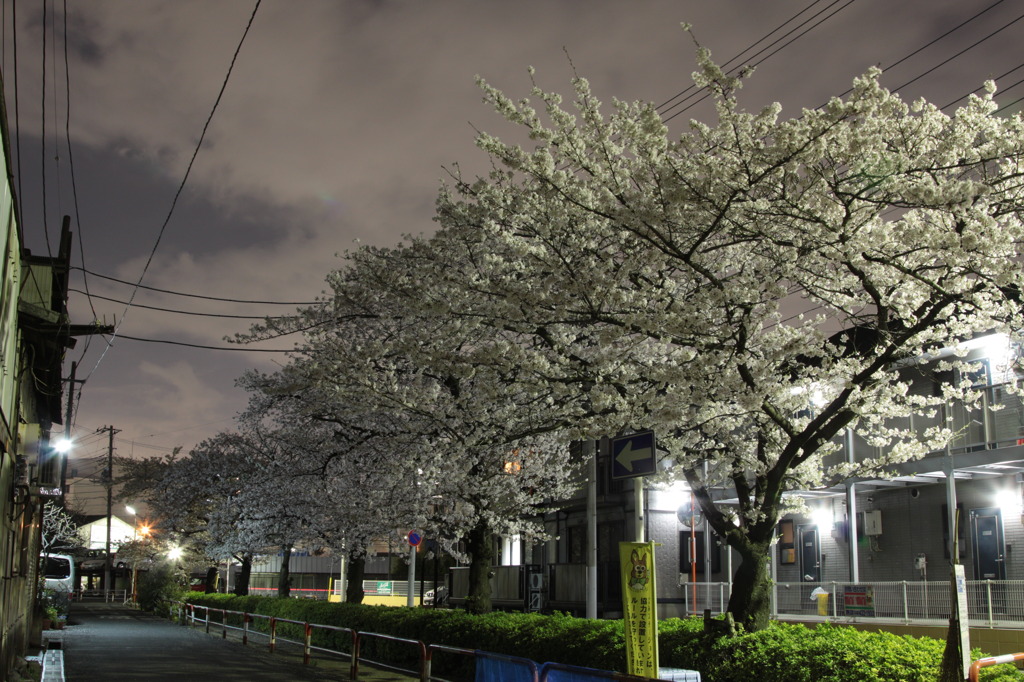 夜さくら
