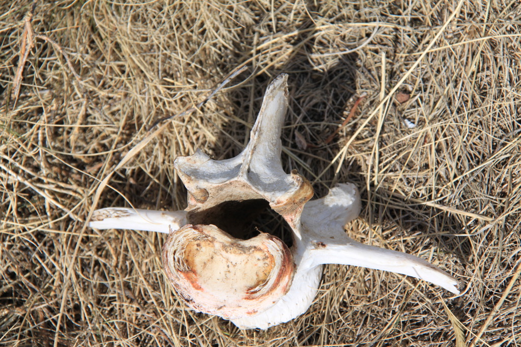 Spinal bone