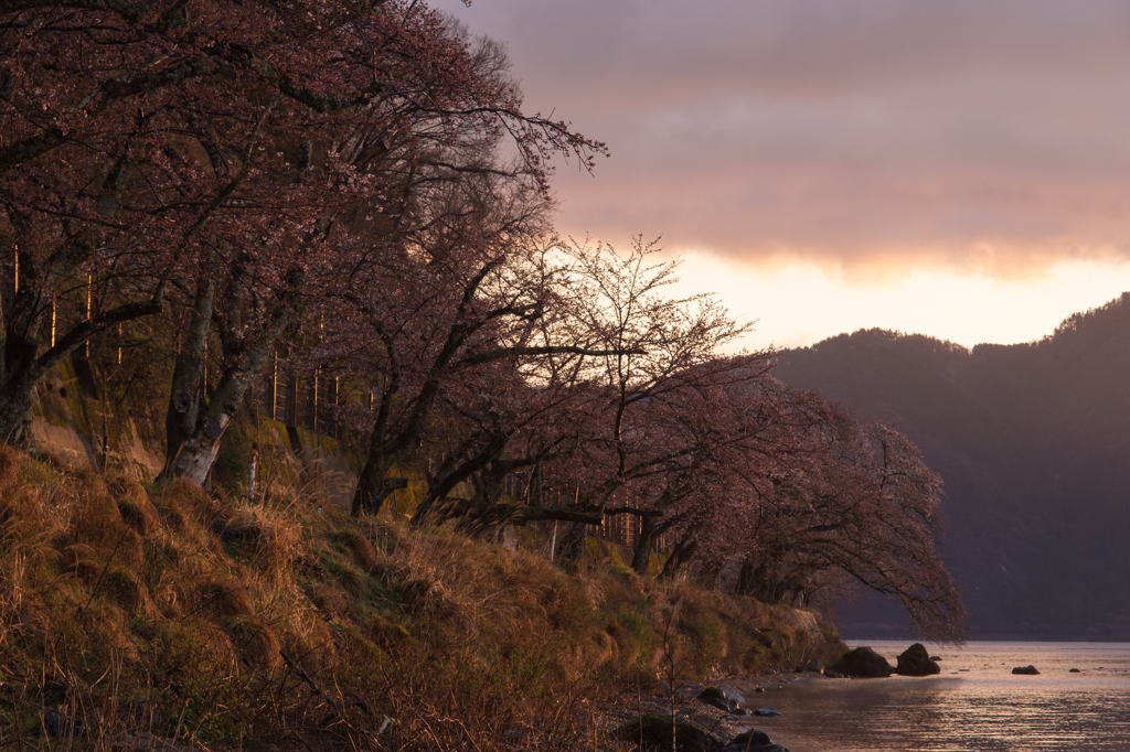 海津大崎　夜明けの桜