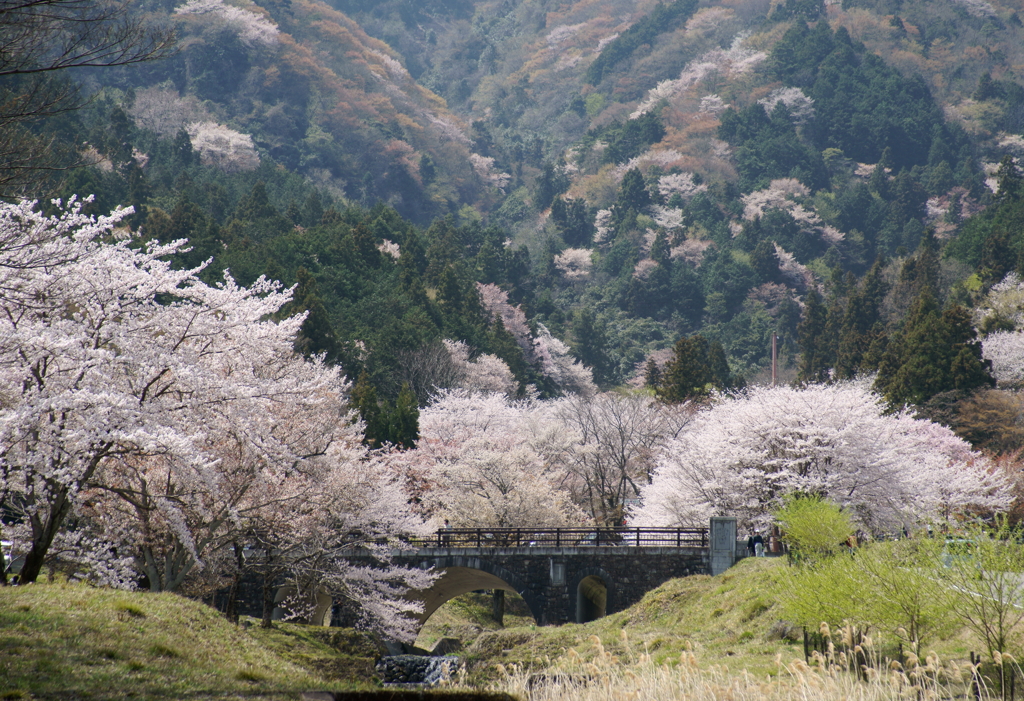 霞間ヶ渓　～桜乱舞～