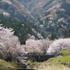 霞間ヶ渓　～桜乱舞～