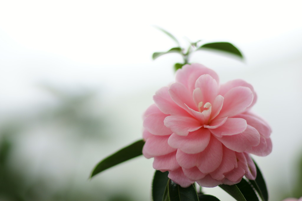 菊弁