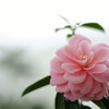 菊弁